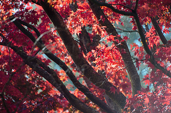 Red Fall Tree Autumn Leaves , autumn, trees, nature HD wallpaper