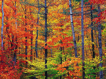 Nature, Trees, Autumn, Leaves, Forest, Trunks, Paints HD wallpaper