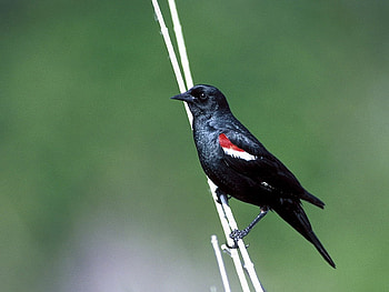 Black Bird, beautiful, black, bird HD wallpaper
