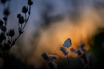 Butterfly Sitting On Plant , butterfly, graphy HD wallpaper