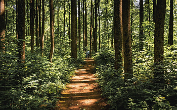 Forest Path, trees, nature, forest, path HD wallpaper