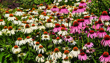 Flowers, Pink, Flower Bed, Flowerbed, Echinacea HD wallpaper