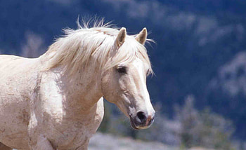 White Mare, animal, horse, mare, wild horse, nature, pony HD wallpaper
