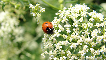 Flower, Macro, Light, Light Coloured, Ladybug, Ladybird HD wallpaper