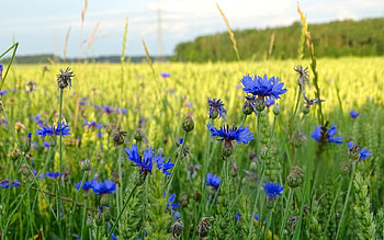 Cornflowers, Latvia, field, bentgrass HD wallpaper