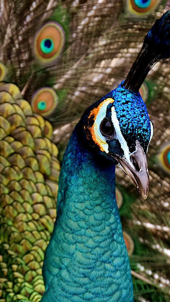 Cute peacock , quality, Aesthetic backgrounds, Tech-inspired design HD phone wallpaper