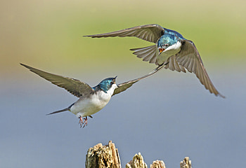 Swallow, Graceful fliers, Aerial acrobatics, Bird graphy HD wallpaper