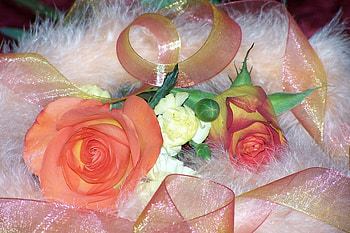 Peach Snuggle, indoors, rose, peach, snuggle, ornamental HD wallpaper