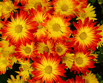 Beautiful, yellow flowers, decoration HD wallpaper