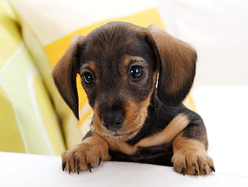 Animals, Dogs HD wallpaper