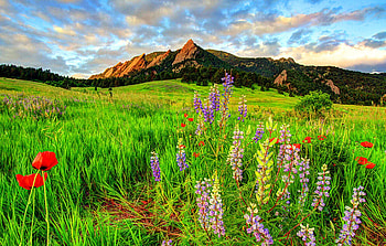 Wildflower Mix, blossoms, clouds, landscape, sky, meadow, mountains HD wallpaper