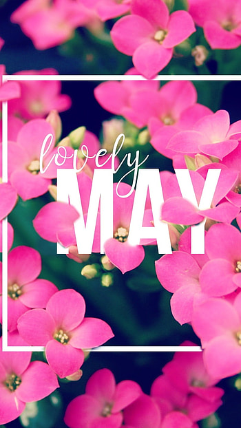 May, Lovely May HD phone wallpaper
