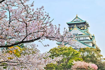 Capture of Osaka Castle surrounded by beautiful cherry blossoms during spring. A stunning blend of nature and architecture. HD wallpaper