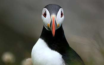 Animals, Bird, Beak, Atlantic Impasse, Atlantic Gridlock HD wallpaper