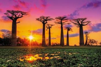 Madagascar Tours, Unique Flora, Diverse Fauna, Enchanting Landscapes HD wallpaper