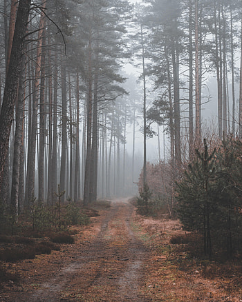 Nature, Forest, Path, Gloomy, Gloomily HD phone wallpaper
