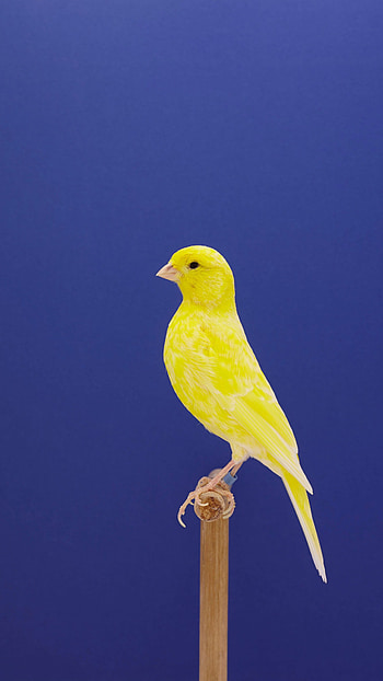 Canary, Cute Bird HD phone wallpaper