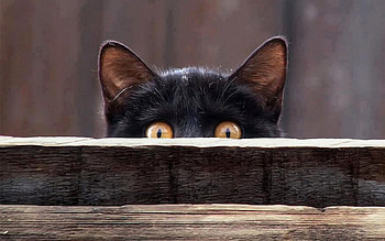 too scared, kitten, animal, great, black, awesome, kitty, , cats, cute, , outstanding, wonderful, kittens, nice, fantastic, animals, amazing, adorable, marvellous, stunning, sweet, cat, beautiful, super, wood, pretty, skyphoenixx1 HD wallpaper