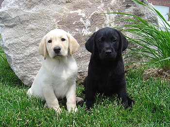Sitting with a Friend, dog, two, grass, rock HD wallpaper