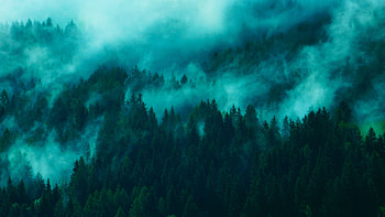 Nature, Trees, Top, Forest, Fog, Tops HD wallpaper