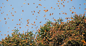 migration of monarch butterflies, butterflies, sky, migration, mexico HD wallpaper