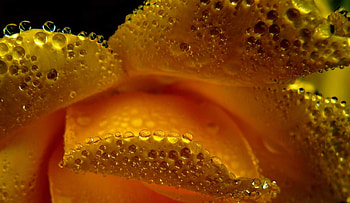 Drops, Flower, Macro, Petals HD wallpaper