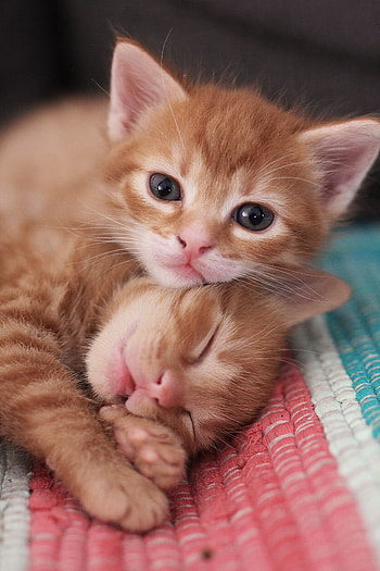 Cute, kittens, pet, stare HD phone wallpaper