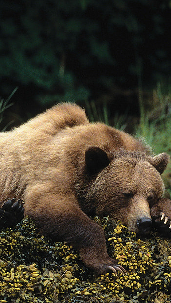 Bear, Cute animals, Peaceful slumber, Cozy sensation HD phone wallpaper
