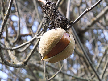 Buckeye Tree, Californian beauty, Tree for all seasons, Garden treasure HD wallpaper