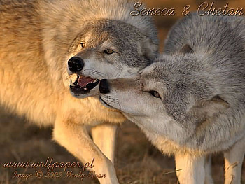 chetan greeting senca, wolves, wild beauties, senca, greetings, wolf pups, chetan HD wallpaper