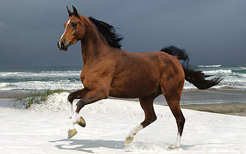 Animals, Horses HD wallpaper