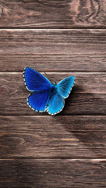 Morpho, Butterflies HD phone wallpaper