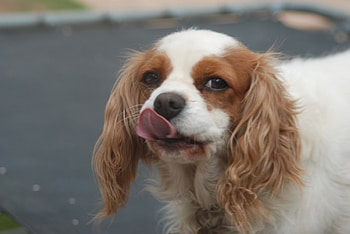 Cutest Cavalier Spaniel, puppy, king charles spaniel, cute, beautiful, feminine, tongue, lovely HD wallpaper