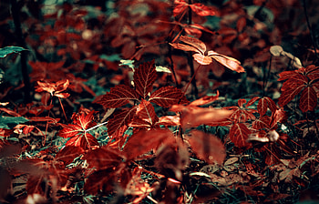 Grass, Leaves, Macro, Branch, Veins HD wallpaper