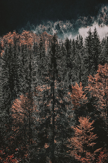 Nature, Trees, Autumn, Top, Forest, Tops HD phone wallpaper