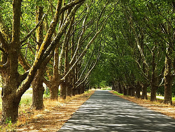 Summer's Day, trees, shadows, road, light HD wallpaper