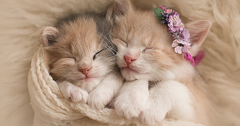 Cute Kitty's, Reeeee there soooo FLIPPIN CUTE NGL, Kittys, Adorable, Cute HD wallpaper