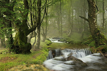Forest Stream, river, nature, Forest, tree HD wallpaper