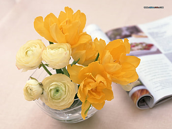 Yellow flowers and magazin, still life, bouquet, pretty, flower, nature HD wallpaper