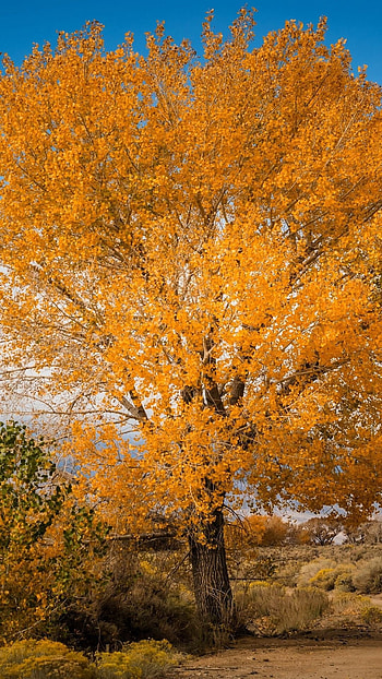 Autumn , Seasonal beauty, Nature's palette, Vibrant colors HD phone wallpaper