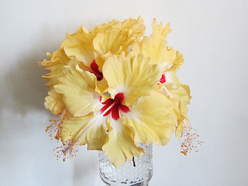 Hibiscus, Bouquet, Bunch, Petals HD wallpaper