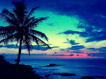 Sunset, blue, night, sea, summer, palm tree, pink, water, vara, silhouette, cloud HD wallpaper