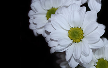 Plants, Flowers HD wallpaper