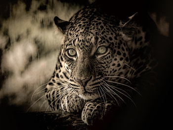 Predator, calm and relaxed, wildlife, African animal, Leopard HD wallpaper