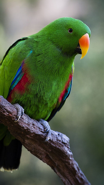 Parrot, Green Parrot HD phone wallpaper