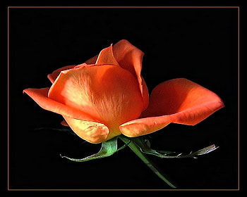 A rose is a rose, rose, black background, coral and white, green leaves HD wallpaper