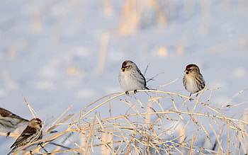Animals, Birds, Couple, Pair, Branches HD wallpaper