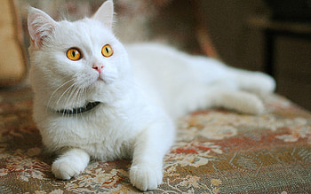 Animals, Cat, To Lie Down, Lie, Muzzle HD wallpaper