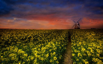 Windmill, fields, nature, sunset HD wallpaper
