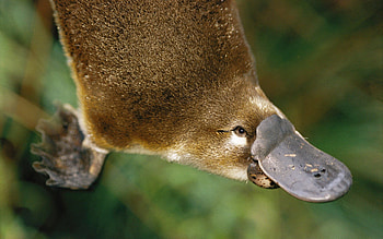 Platypus, backgrounds, Unique animal, Intricate design HD wallpaper